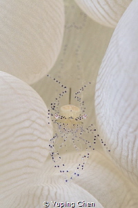 Coral Commensal Shrimp/Lembeh strait,Indonesia, Canon 5D ... by Yuping Chen 